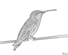 colibris Pagine Di Culore Stampabile